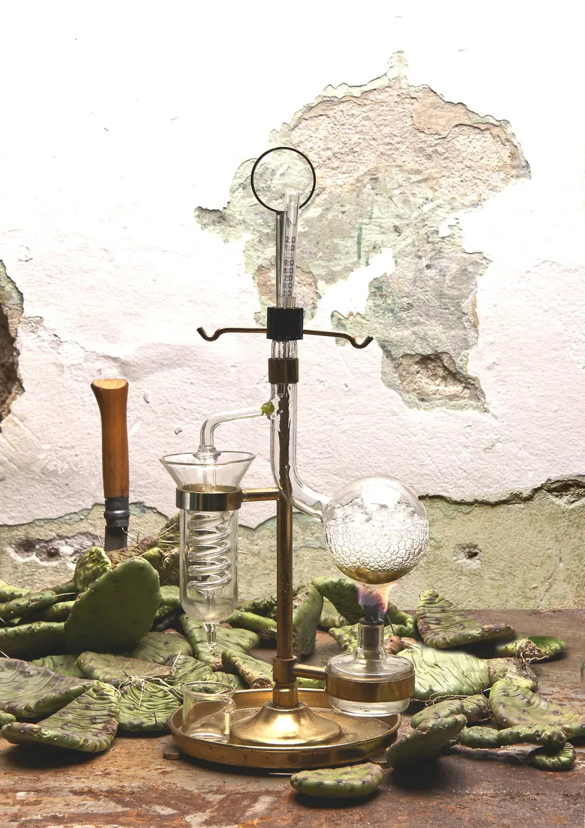 Bacche di Myrtus communis lattofermentate, miso di Pyrus pyraster, cagliata e kombucha di Rubus ulmifolius, distillato di Opuntia nana, gin, Aegopodium podagraria, crustas di linfa di Fraxinus excelsior